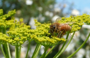 A worker bee on a parsnip flower