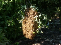 A swarm of bees hanging near ground level 2012