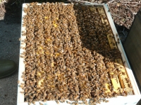 What's Inside a Hive