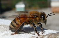 A Worker Bee