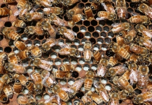 A brood frame with young white larvae