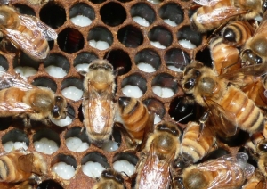 Worker bees tending larvae