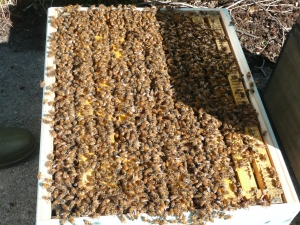 Inside a hive