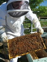 Beekeeping Gallery
