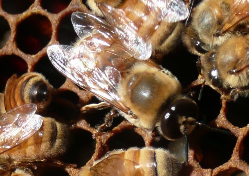 Пчелиная семья. Пчела трутовка. Трутень пчелы Карника. Среднерусская пчела трутень. Пчелосемьи трутни.