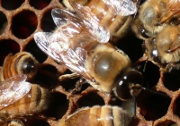 A Drone bee seen from above