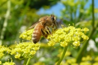 Worker bee collecting nectar