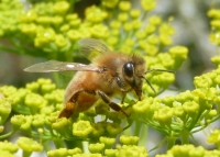 Worker bee collecting pollen 