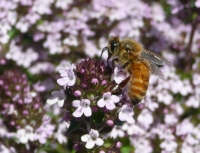 A worker bee collecting nectar