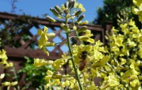 A bee working on broccolli