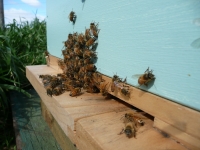 Welcome to the hive doorway