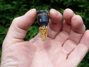 A Queen Cell ready for introducing to a hive