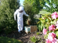 Murray Collecting a swarm November 2012